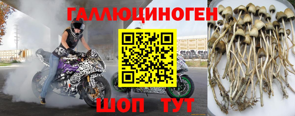 Галлюциногенные грибы Psilocybe Тольятти